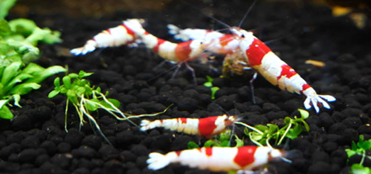 Tép Cảnh Huyền Ảo