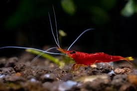 Sulawesi Yellow Nose